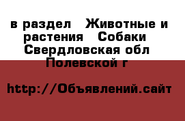  в раздел : Животные и растения » Собаки . Свердловская обл.,Полевской г.